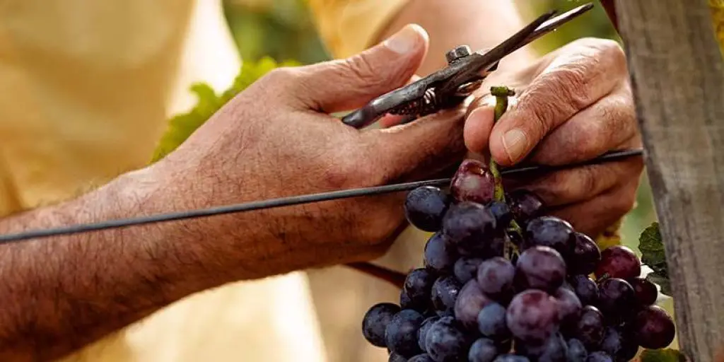 vinos de invierno