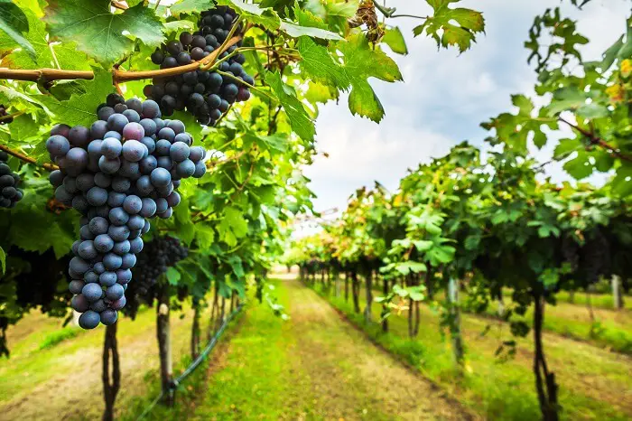 regiones productoras de vinos