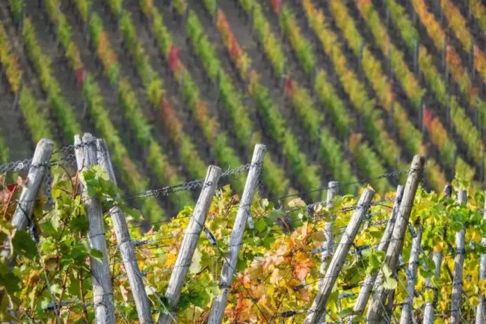 Terroir