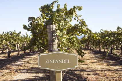 Signo de Zinfandel en viñedo