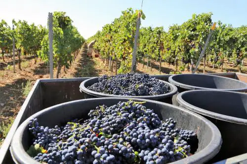 Vendimia Merlot en Italia