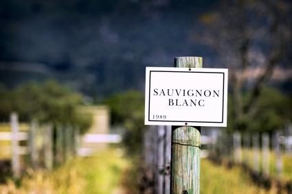 Signo de Sauvignon Blanc en viñedo en Franschhoek, Sudáfrica