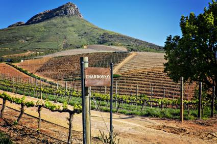 Uvas Chardonnay en una bodega en Franschhoek, Sudáfrica