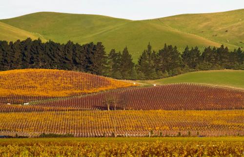 Viñedo Waipara Marlborough