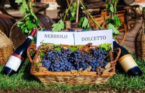 Botellas y uvas de vino nebbiolo y dolcetto