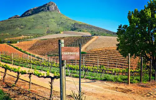 Uvas Chardonnay en una bodega