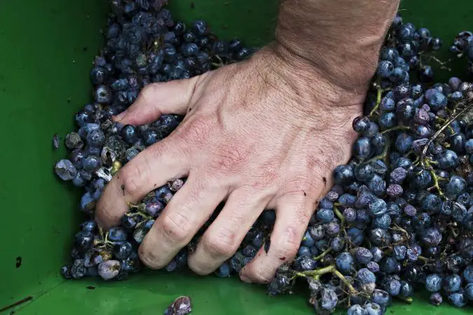 Hombre presionando las uvas a mano