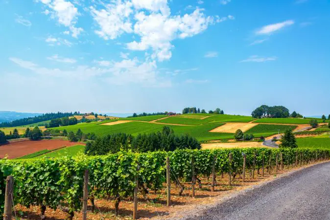 Viñedos en el valle de Willamette en Oregón