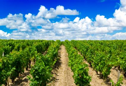 Bodega Château Lafite Rothschild de clase mundial