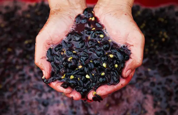 Hombre con uvas rojas trituradas frescas