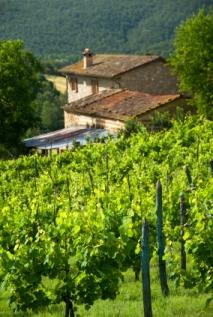 Stags Leap es el hogar de varias hermosas bodegas.