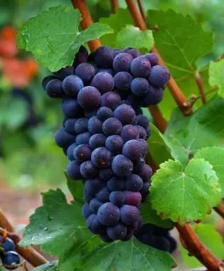 Uvas Pinot Noir