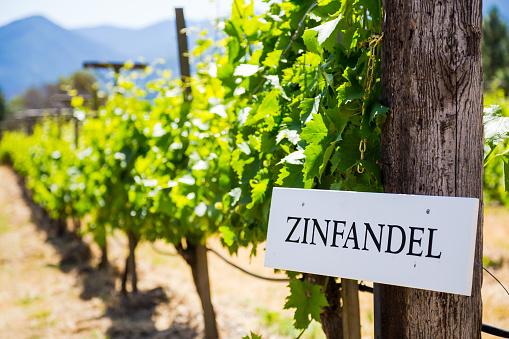 Uvas Zinfandel