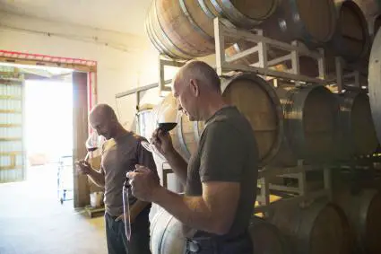 Los viticultores oliendo y probando vino tinto en la sala de barricas de la bodega