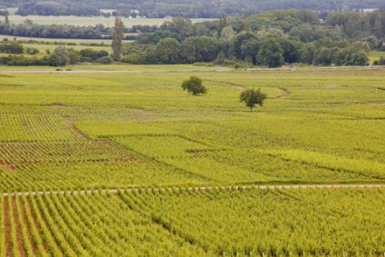 Viñedos de Beaune; © Julianelliott | Dreamstime.com