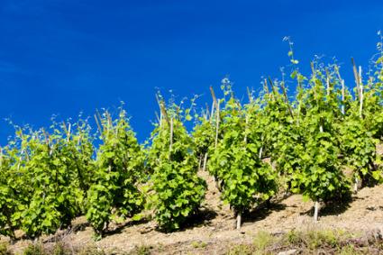 Viñedo Grand Cru, Cote Rotie, Ródano-Alpes, Francia; © Richard Semik | Dreamstime.com