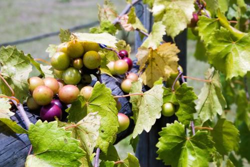 Uvas Muscadine de América del Norte