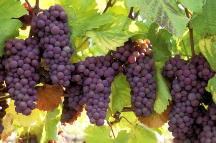 Uvas pinot gris maduras listas para la cosecha