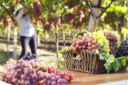 Diferentes uvas en un viñedo