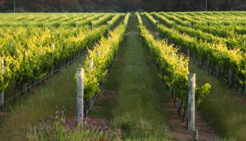 Guía de viñedos y bodegas Erie Shore