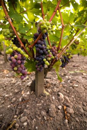 Vides de uva de vino tinto