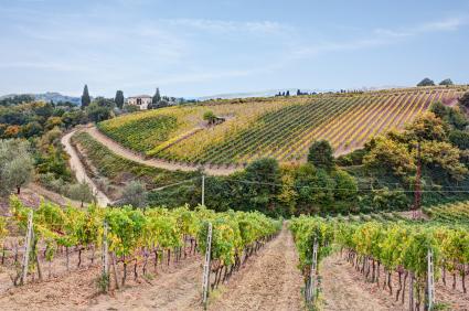Los famosos vinos Brunello di Montalcino de Italia