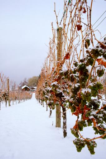 Uvas de vino de hielo en la vid en la nieve.