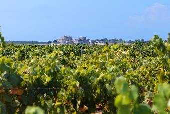 Viñedo en el sur de Italia