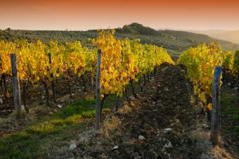 Viñedos en la región de Chianti al atardecer.  Toscana, Italia