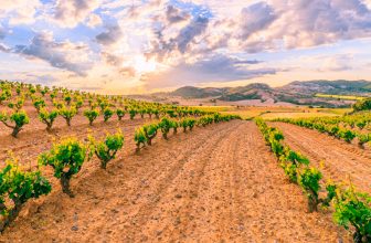 Los mejores vinos de Ribera del Duero por menos de 10 euros