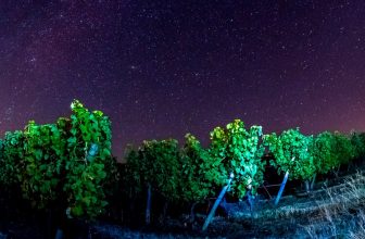 Cosecha nocturna: noches de cosecha e ilusión