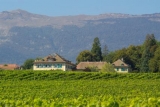 Detalles interesantes sobre las uvas Syrah y el vino