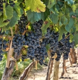 Todo lo que necesita saber sobre los vinos Malbec