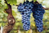 Características y recomendaciones del vino tinto Barolo