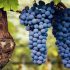 Guía de bodegas y vinos Rosemont