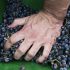 Historia de las botellas de vino con tapón de rosca