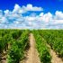Tipos populares de Vino Blanco