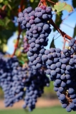 Historia del salto de dos ciervos Cabernet Sauvignon