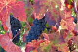Perfil y consejos del sabor del vino Garnacha roja