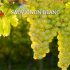 Chardonnay | Vinos Espumosos