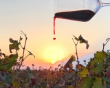 Guía de compra de vinos (tinto, blanco y rosado)