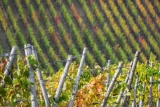 ¿Qué es exactamente «Terroir»? ¿Y por qué es importante?