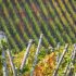 Clasificaciones de vinos: First Growth, Premier Cru y otras que necesita saber