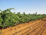 Consejos para atrapar campo de borja vinos superiores