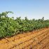 Marcas de vinos de alella más singulares