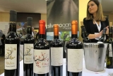 ¿Cuáles son las mejores baco vinos?