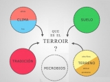 Definición de terroir para el vino