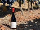 Razones para conseguir vino tinto gallego