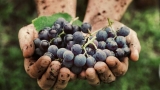 Descubriendo el vino biodinámico