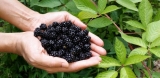 Por qué los vinos de frutas han comenzado a atraer a los bebedores avanzados